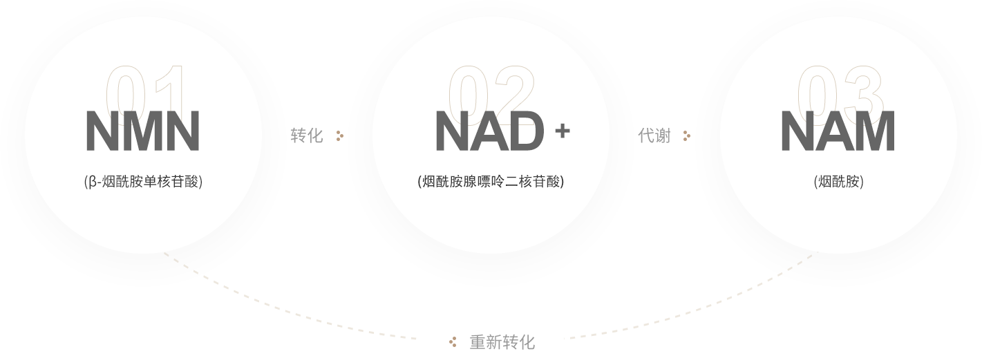 NMN和NAD+的关系
